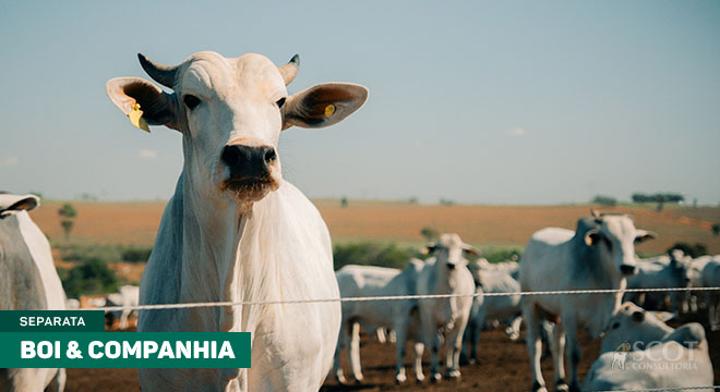 Foto: Bela Magrela
