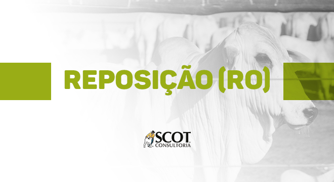 fique-sabendo-cotacoes-de-bovinos-nelore-destinados-a-reposicao-em-rondonia