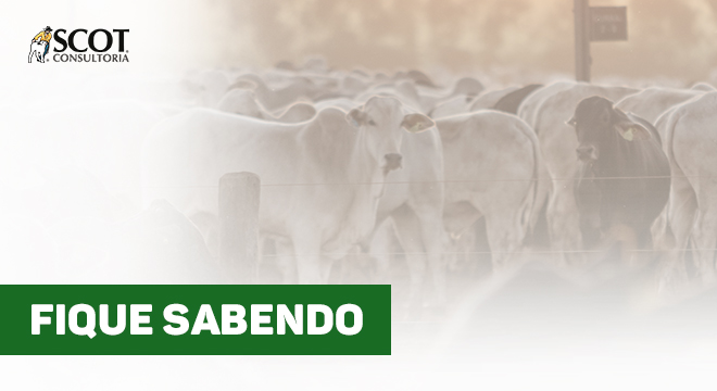 fique-sabendo-confinamento-tendencia-e-de-aumento-em-2026