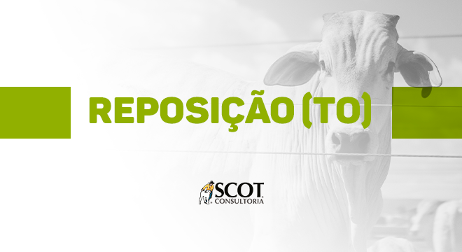 fique-sabendo-cotacoes-de-bovinos-nelore-destinados-a-reposicao-no-tocantins