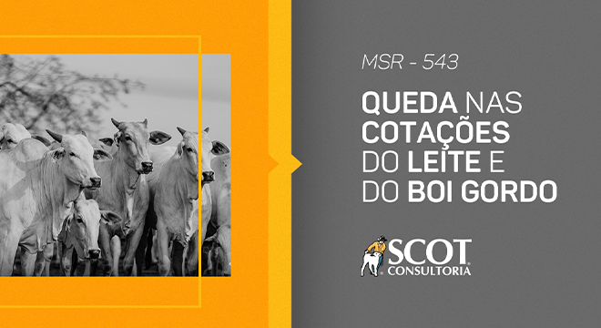 mercado-sem-rodeios-episodio-543-queda-nas-cotacoes-do-leite-e-do-boi-gordo
