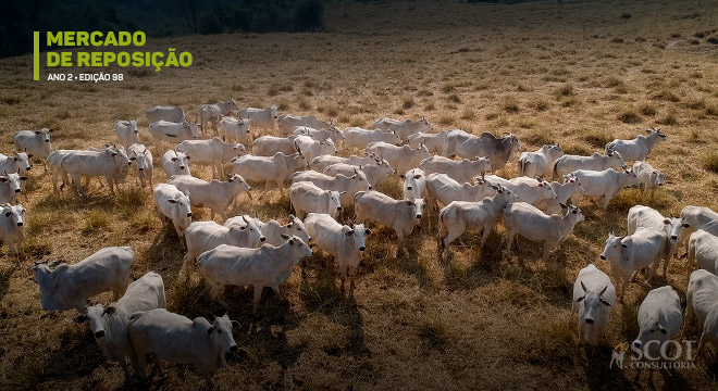 mercado-de-reposicao-edicao-98-em-minas-gerais-a-reposicao-caiu