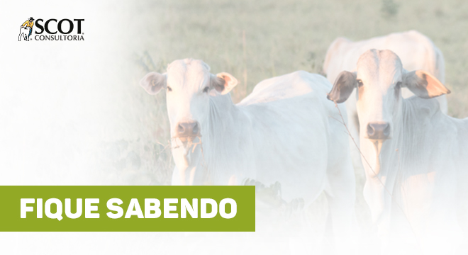 fique-sabendo-agio-do-bezerro-em-relacao-ao-boi-gordo