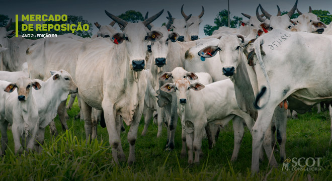 Mercado de reposição - Edição 99 - A cotação caiu em Mato Grosso