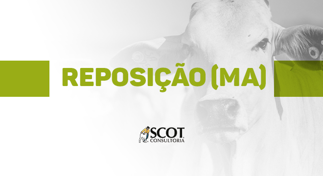 fique-sabendo-cotacoes-de-bovinos-nelore-destinados-a-reposicao-no-maranhao