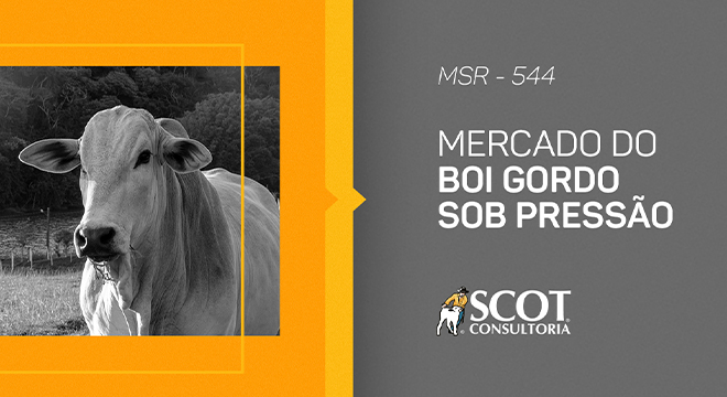radio-scot-consultoria-mercado-sem-rodeios-episodio-544-mercado-do-boi-gordo-sob-pressao