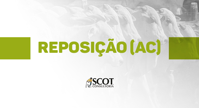 fique-sabendo-cotacao-de-bovinos-nelore-destinados-a-reposicao-no-acre