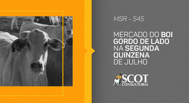 mercado-sem-rodeios-episodio-545-mercado-do-boi-gordo-de-lado-na-segunda-quinzena-de-julho